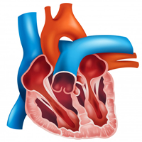 CARDIAC PET 2