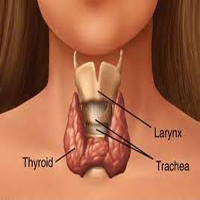 PARATHYROID