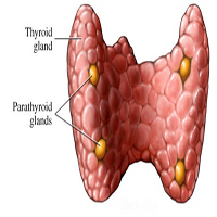 PARATHYROID1